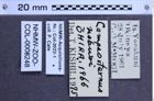 Etiketten zu Campsosternus nobuoi (NHMW-ZOO-COL-0008248)